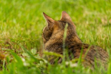 Kahverengi kedi kırpılmış bir kadeh. Kedi tarafına seyir. Kedi yakın çekim yeşil arka plan bulanık.