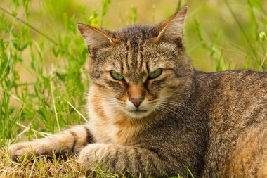 Kahverengi kedi kırpılmış bir kadeh. Kedi tarafına seyir. Kedi yakın çekim yeşil arka plan bulanık.