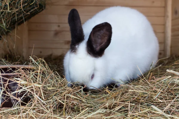 Mogen kanin doe i gården bur eller hutch. Avel kaniner bakgrund — Stockfoto