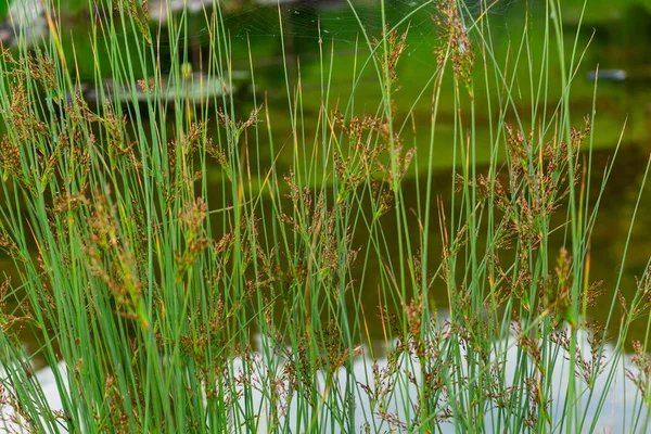 Concept Nature Écologie Étang Décoratif Ombragé Avec Plantes Pot Eau — Photo