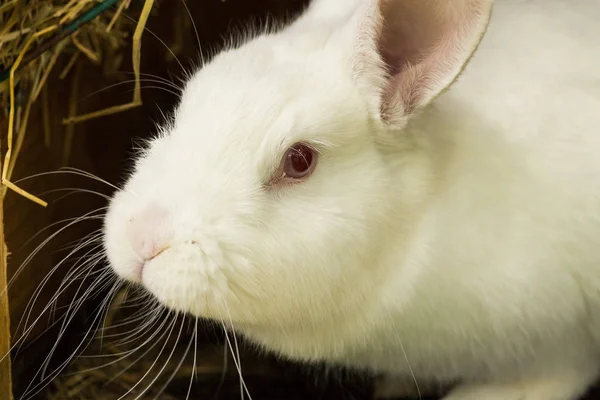 White rabbit. Albino laboratory animal of the domestic rabbit — Stock Photo, Image