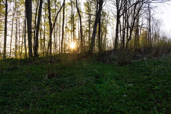 Gouden herfst landschap in een forest met de zon mooie lichtstralen door middel van het loof tot een voetpad gieten — Stockfoto