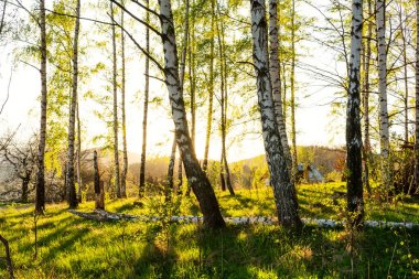 Parkta sonbahar ağaçları ile sonbahar manzara. Sonbahar doğa-sonbahar güneşli havalarda sararmış sonbahar park. 