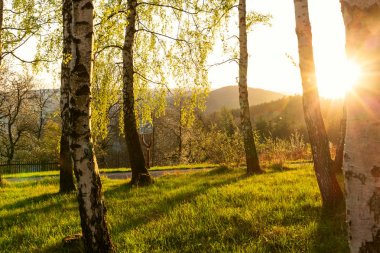 Parkta sonbahar ağaçları ile sonbahar manzara. Sonbahar doğa-sonbahar güneşli havalarda sararmış sonbahar park. 