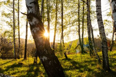 Sonbahar orman arka plan. Orman sonbahar doğa. Orman sonbahar güneşli manzara - orman sonbahar sarı ağaçlar.