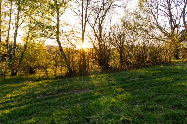 Güzel bir patika onto yeşillik aracılığıyla ışık ışınlarının döküm güneşi ile bir ormandaki altın sonbahar sahne — Stok fotoğraf