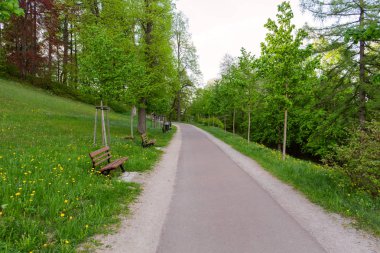 Parlak yeşil orman doğal geçit güneşli gün ışığında. Gün ışığı orman ağaçları. Canlı yeşil orman sayesinde güneş. 