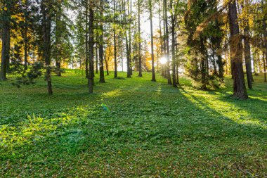 Ormanda güneşli ve uzun gölgeli güzel bir sabah manzarası.