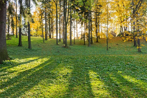 Schöne Morgenszene im Wald mit Sonnenstrahlen und langen Schatten — Stockfoto