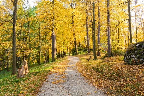 Herbstliche Waldkulisse mit einer Straße aus Herbstblättern und warmem Licht, das das goldene Laub erhellt. Fußweg in Szene Herbst Wald Natur. Lebendiger Oktobertag in buntem Wald, Ahorn Herbst Bäume Straße Herbst Weg — Stockfoto