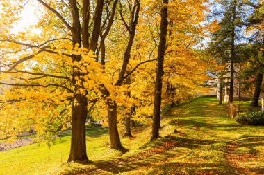 güneş ışığı ve gölgeler günbatımında Karaçam ormanı