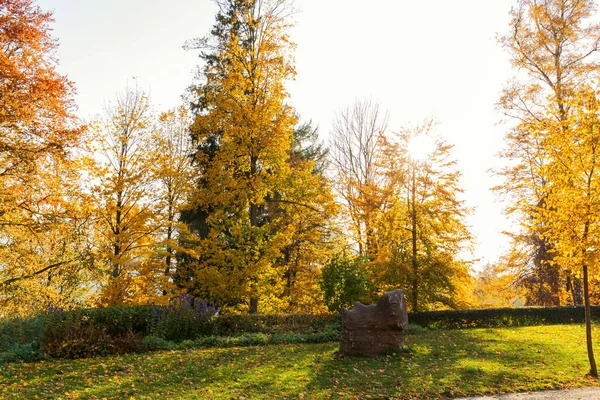 Belle scène matinale dans la forêt avec des rayons de soleil et de longues ombres — Photo