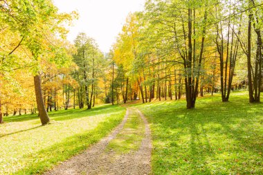 Yazın dağlarda çam ormanları olan manzara