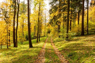 Sonbahar orman ağaçları. doğa yeşil ahşap güneş ışığı arka planı.