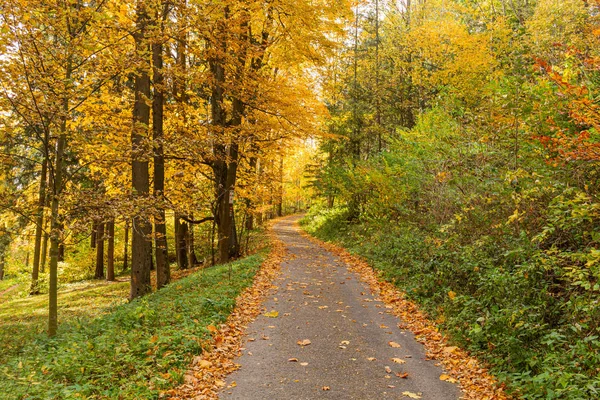 Gelbe Blätter auf der Allee im Herbstwald — Stockfoto