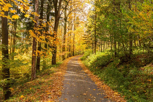 Gelbe Blätter auf der Allee im Herbstwald — Stockfoto