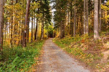 Sonbahar orman manzarası sonbahar yaprakları ve altın yaprakları aydınlatan sıcak ışık. Sahnedeki patika, sonbahar orman doğası. Renkli ormanda canlı bir Ekim günü Akçaağaç sonbahar ağaçlarının yolu düşüyor