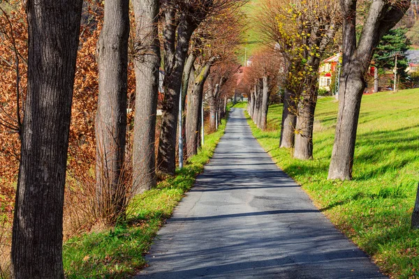 Perspective view of a gravel park footpath with overhanging trees and branches. Walking path in green summer forest. Woodland. — Stock Photo, Image