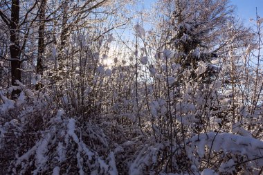 Sabahları güneş ışığıyla parlayan görkemli kış manzarası. Açık mavi gökyüzü. Dramatik ve pitoresk kış manzarası. Karpatlar 'ın yeri, Ukrayna, Avrupa. Çifte maruz kalma etkisi. Buzlu ağaçlara karşı