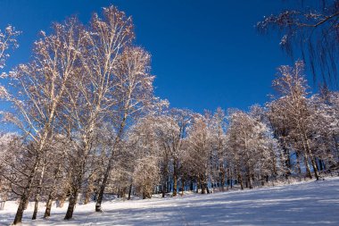 Sabahları güneş ışığıyla parlayan görkemli kış manzarası. Açık mavi gökyüzü. Dramatik ve pitoresk kış manzarası. Karpatlar 'ın yeri, Ukrayna, Avrupa. Çifte maruz kalma etkisi. Buzlu ağaçlara karşı