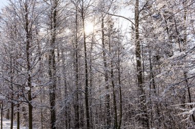 Muhteşem kış manzarası. Gün batımında güneş altında donuk çam ağacı. Noel tatili konsepti, olağandışı muhteşem manzara. Harika bir kış arkaplanı. instagram etkisi.