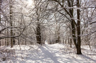 Muhteşem kış manzarası. Gün batımında güneş altında donuk çam ağacı. Noel tatili konsepti, olağandışı muhteşem manzara. Harika bir kış arkaplanı. instagram etkisi.