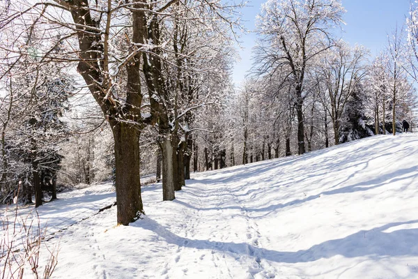 Callejón de invierno corriendo entre los árboles congelados. Hermoso paisaje de invierno con árboles cubiertos de nieve . — Foto de Stock