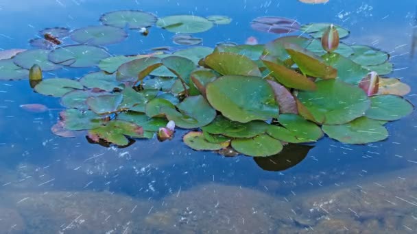 Pioggia Che Cade Ninfee Fiore Piante Acquatiche Acqua Vicino — Video Stock