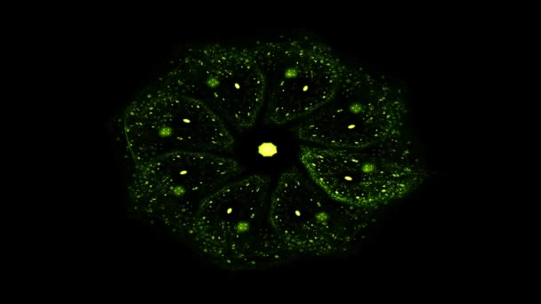 概要ネオン万華鏡ループ ネオンは抽象的な背景を形成する ネオン花は万華鏡のシームレスなループを形成します 魔法の粉体アブストラクトループ イベントやショーのための創造的な背景 — ストック動画