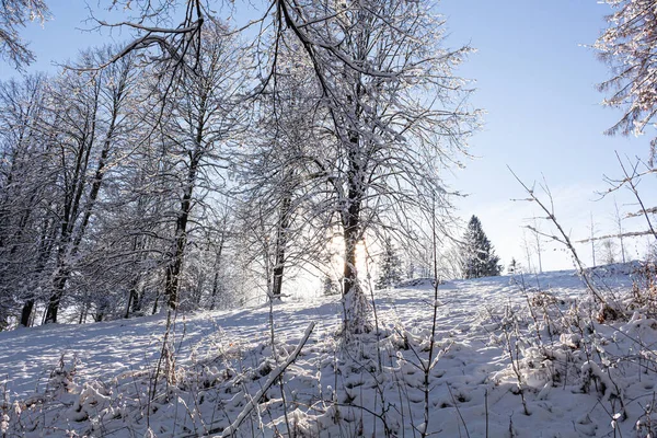 Piękny zimowy zachód słońca z drzewami w śniegu — Zdjęcie stockowe