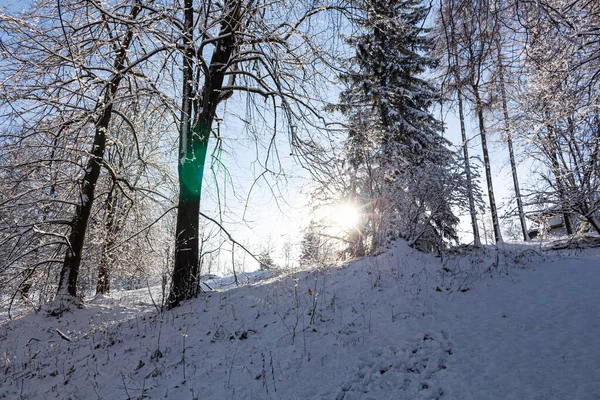 Majestic winter landscape. frosty pine tree under sunlight at sunset. christmas holiday concept, unusual wonderful landscape. fantastic wintry background. instagram effect. — Stock Photo, Image