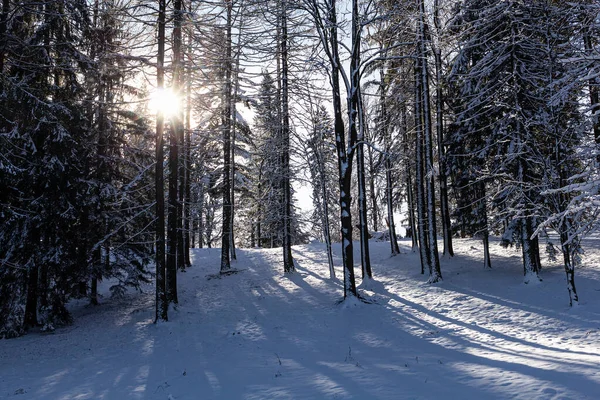 Piękny zimowy zachód słońca z drzewami w śniegu — Zdjęcie stockowe