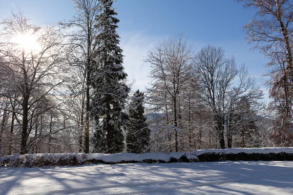 Majestätiskt vinterlandskap. frostigt pinjeträd i solljus vid solnedgången. jul semester koncept, ovanliga underbara landskap. fantastisk vintrig bakgrund. instagrameffekt. — Stockfoto