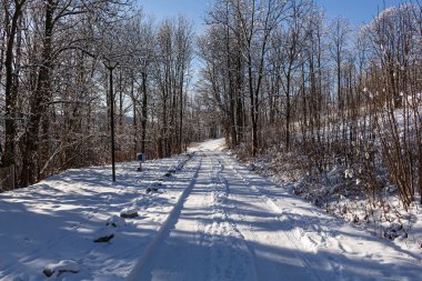 Donmuş ağaçların arasından geçen kış sokağı. Karla kaplı ağaçlarla kaplı güzel kış manzarası.