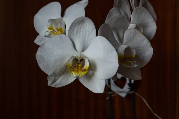 Orquídea Branca Fundo Preto — Fotografia de Stock