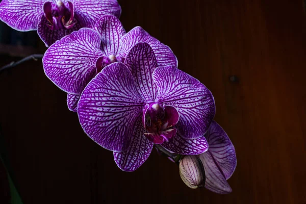 Makro Közelkép Egy Gyönyörű Fényes Rózsaszín Kék Lila Dendrobium Orchidea — Stock Fotó