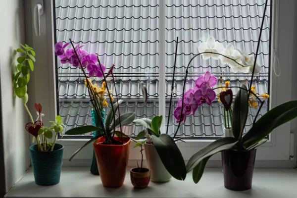 A group of different indoor flowers on a windowsill. Interior decoration with greenery. Plants planted in pots of the same design