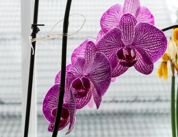 Zár Megjelöl Kilátás Egy Finom Rózsaszín Orchidea Virágok Szár — Stock Fotó