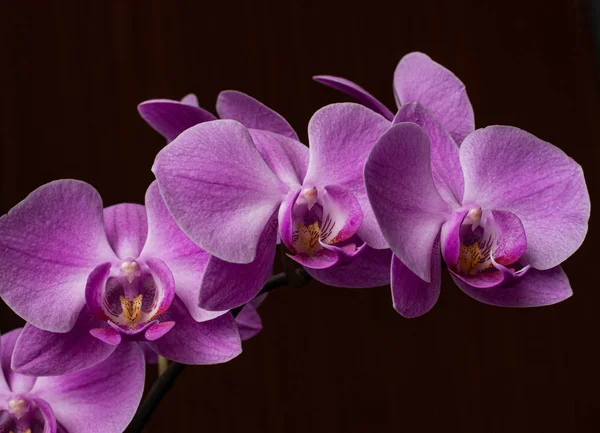 Makro Közelkép Egy Gyönyörű Fényes Rózsaszín Kék Lila Dendrobium Orchidea — Stock Fotó