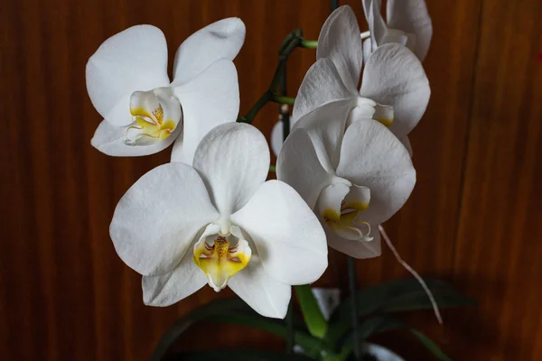 Fehér Orchidea Fekete Háttér — Stock Fotó