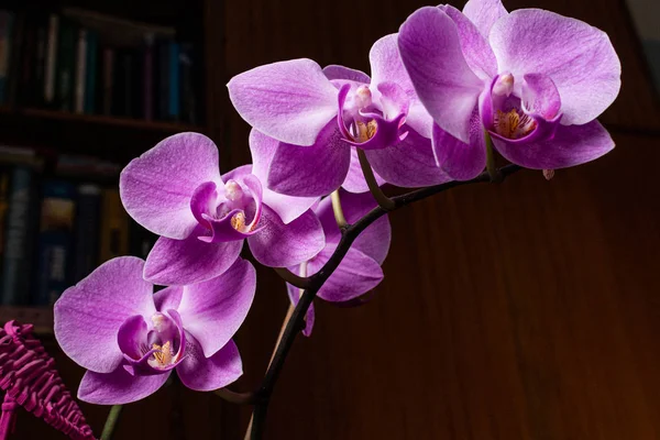 Makro Közelkép Egy Gyönyörű Fényes Rózsaszín Kék Lila Dendrobium Orchidea — Stock Fotó
