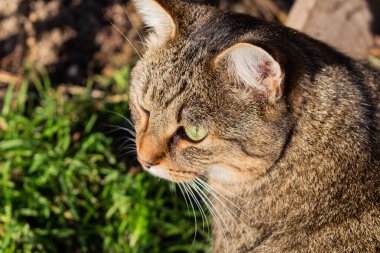 Zeki, sert ve ciddi bir yüz ifadesi olan erkek mermer kedi. Göz teması, vahşi limon gözleri..