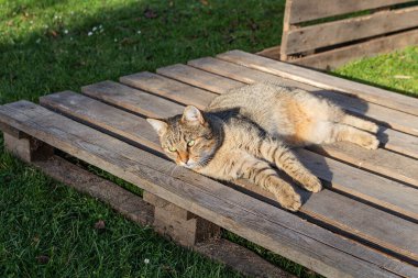 Zeki, sert ve ciddi bir yüz ifadesi olan erkek mermer kedi. Göz teması, vahşi limon gözleri..