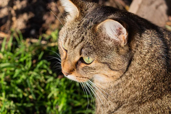 Zeki, sert ve ciddi bir yüz ifadesi olan erkek mermer kedi. Göz teması, vahşi limon gözleri..