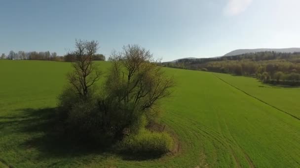 无人在草地上孤零零的树上飞来飞去 黎明时分阳光下的空中风景 — 图库视频影像