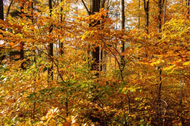 Sonbahar orman manzarası, altın yaprakları aydınlatan ılık ışık huzmeleri ve olay yerine giden bir patika.
