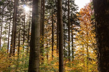 Sonbahar orman manzarası, altın yaprakları aydınlatan ılık ışık huzmeleri ve olay yerine giden bir patika.