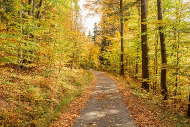 Güneşin doğuşunda sisli ve sıcak bir ışıkla altın bir ormanın içinden geçen yol. Sonbaharda altın bir ormanın içinden