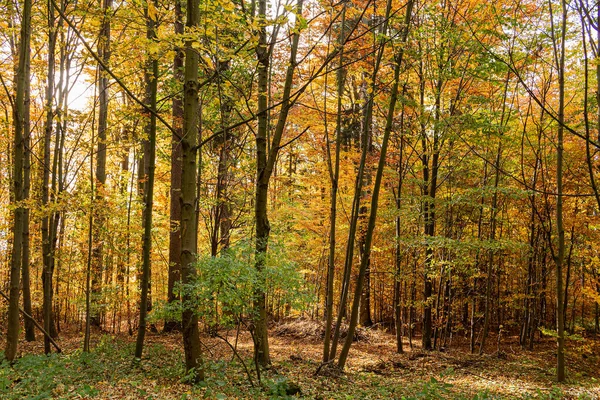 Осенние Лесные Пейзажи Лучами Теплого Света Освещающими Золотую Листву Тропинку — стоковое фото