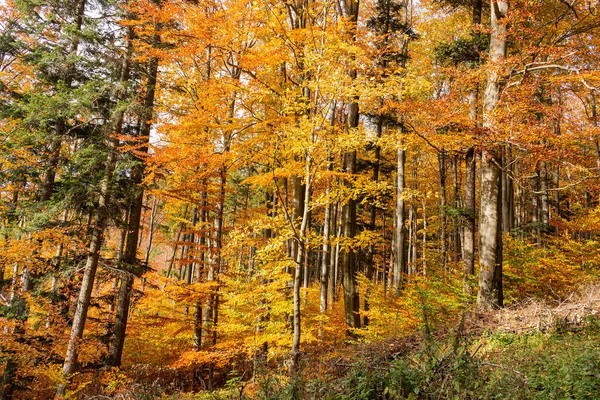 Осенние Лесные Пейзажи Лучами Теплого Света Освещающими Золотую Листву Тропинку — стоковое фото